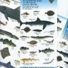 Nigel Clarke Publications British Inshore Fish Guide Chart - Books & prints