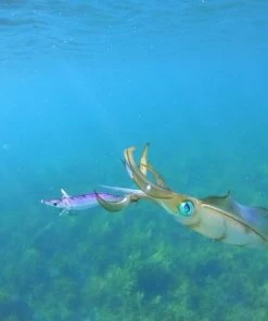 Tronix Pro Squid Jig - Squid jigs 5 Tronix Pro Squid Jig - Squid jigs -Sea Fishing Outlet Store 1411660685 5