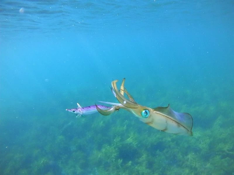 Tronix Pro Squid Jig - Squid jigs 3 Tronix Pro Squid Jig - Squid jigs - Image 3