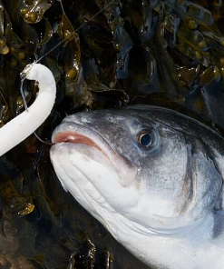 Savage Gravity Stick Pulsetails - Sandeels 5 Savage Gravity Stick Pulsetails - Sandeels -Sea Fishing Outlet Store 4tm5oxbm637370666868950650