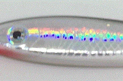 Sea Tech Snappers 35g - Metal lures & pirks 9 Sea Tech Snappers 35g - Metal lures & pirks -Sea Fishing Outlet Store dzlgcbt2636391021875216377