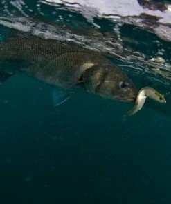 Fiiish Black Minnow Combo - Minnows 9 Fiiish Black Minnow Combo - Minnows -Sea Fishing Outlet Store ietj0ofu637774902134910936