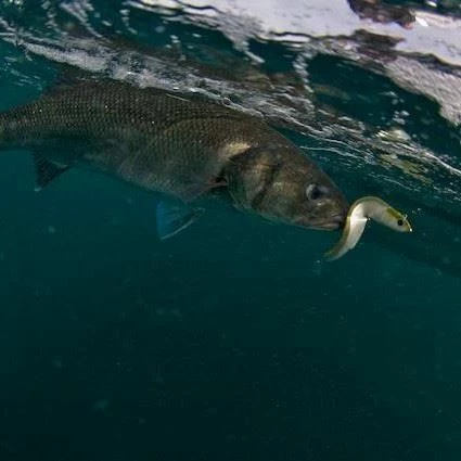 Fiiish Black Minnow Combo - Minnows 5 Fiiish Black Minnow Combo - Minnows - Image 5