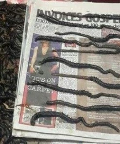 Devon Baits Frozen Black Lug - Frozen sea baits