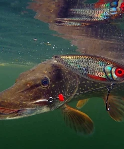 Rapala X-Rap Haku 14cm - Crankbaits & plugs 5 Rapala X-Rap Haku 14cm - Crankbaits & plugs -Sea Fishing Outlet Store oh4kcxla637442216808448557