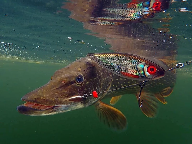 Rapala X-Rap Haku 14cm - Crankbaits & plugs 3 Rapala X-Rap Haku 14cm - Crankbaits & plugs - Image 3