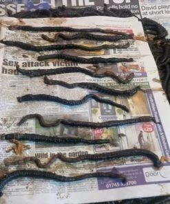 Devon Baits Frozen Black Lug - Frozen sea baits -Sea Fishing Outlet Store sxtnbdpq635985782161240571