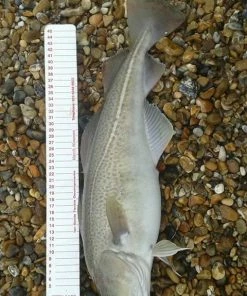 Ian Golds Match Measures - Tools -Sea Fishing Outlet Store t0whgtoe635905420753835954