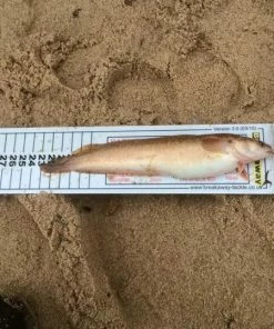 Ian Golds Match Measures - Tools -Sea Fishing Outlet Store yglcibjx635905420754771960